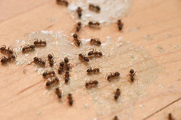 Best Flea Control Services  in Martinsburg, WV